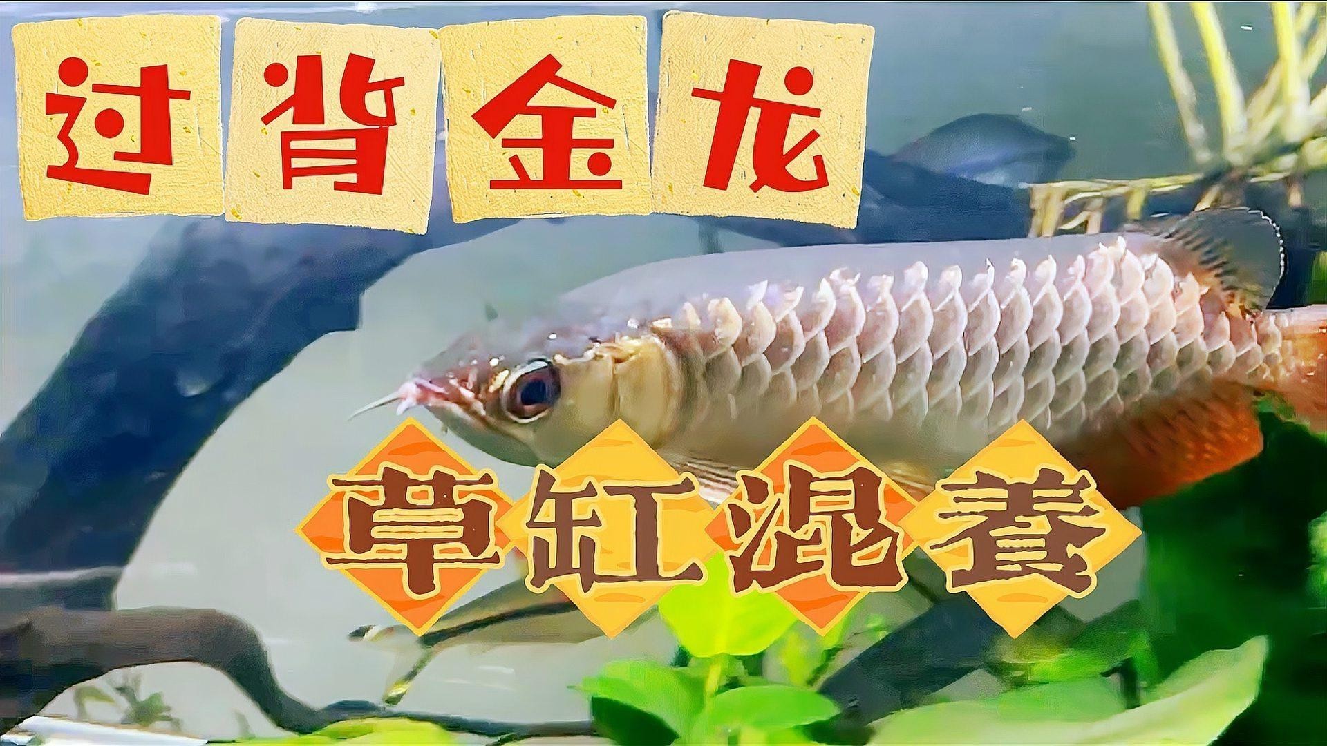 龍魚適合造景缸嗎圖片