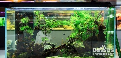 銀龍魚魚苗價格查詢表（銀龍魚魚苗價格查詢表最新）