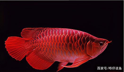 龍魚和錦鯉哪個更有觀賞價值？