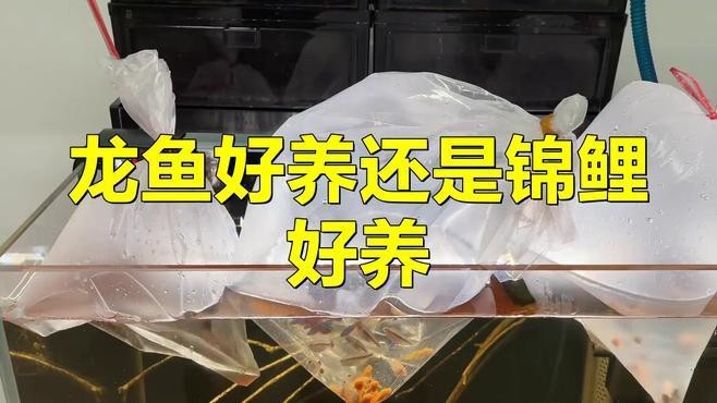 龍魚和錦鯉哪個更有觀賞價值？