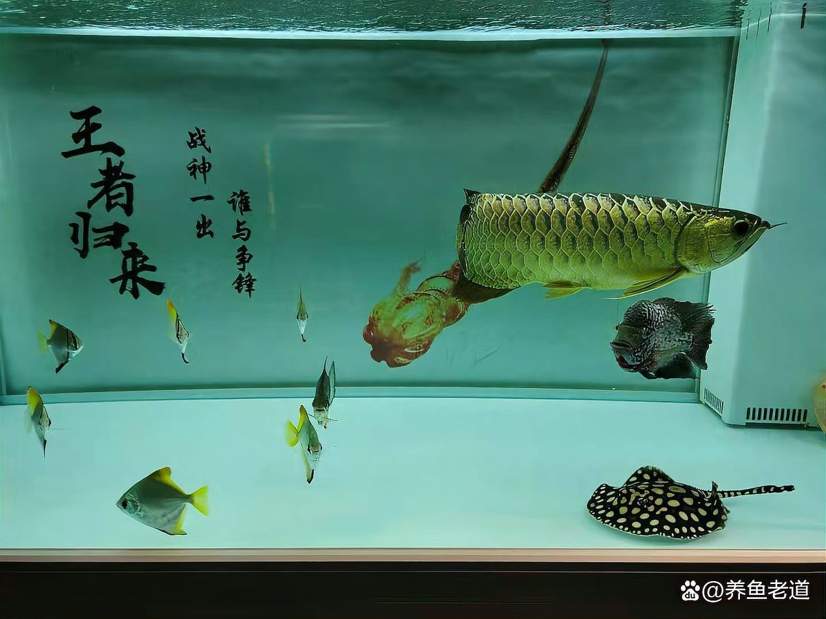 如何預防龍魚腹水感染？