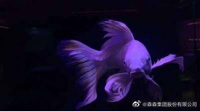 蝴蝶鯉反祖魚最忌三個東西