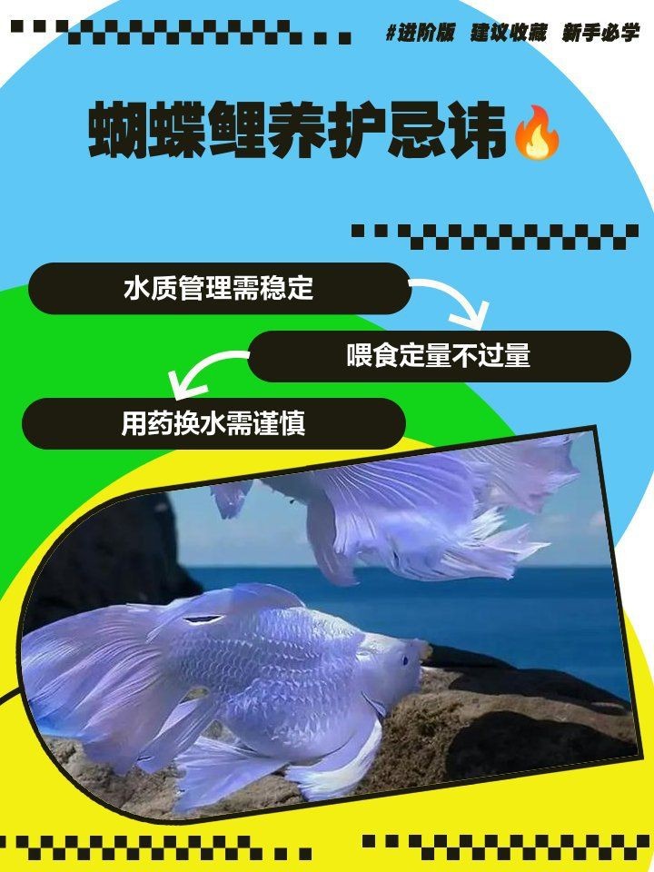 蝴蝶鯉反祖魚最忌三個東西