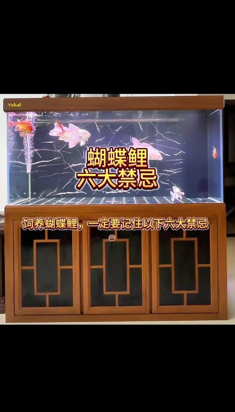 蝴蝶鯉反祖魚最忌三個東西