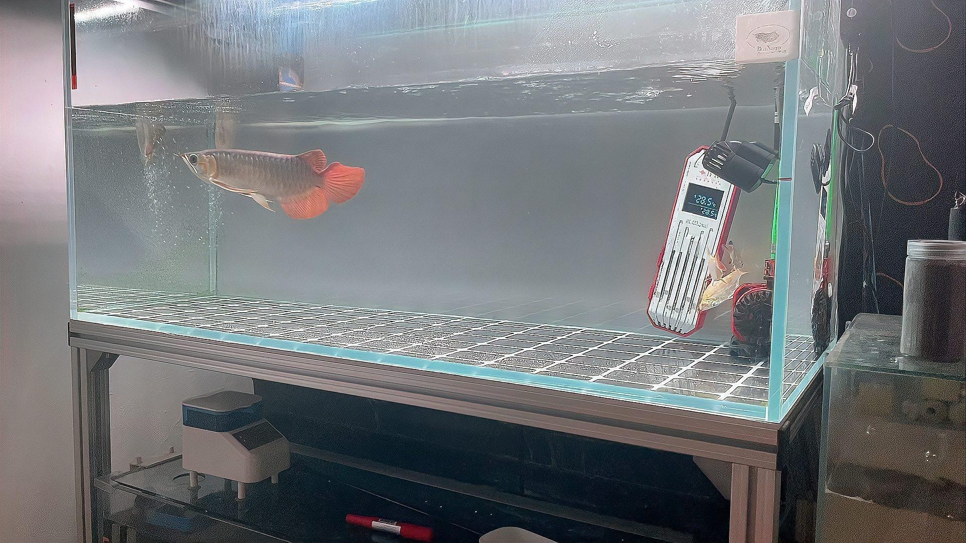 紅龍魚吃什么食最好