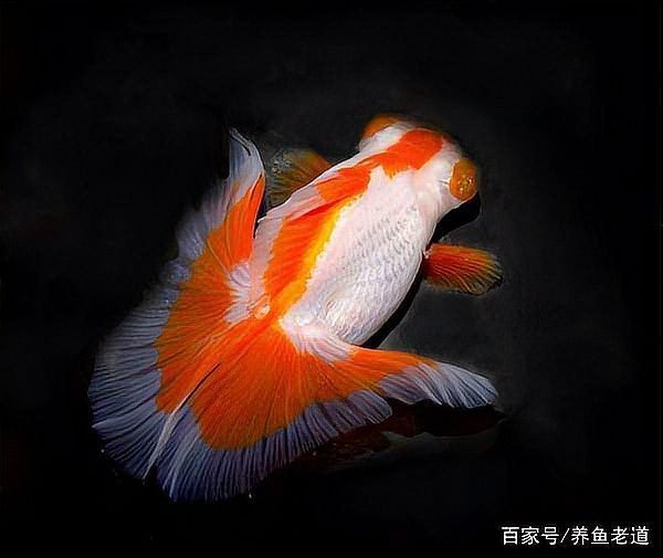 魚(yú)白點(diǎn)病最簡(jiǎn)單治療加鹽