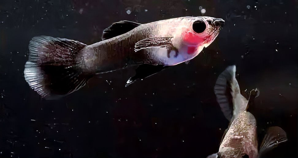 魚(yú)白點(diǎn)病最簡(jiǎn)單治療加鹽