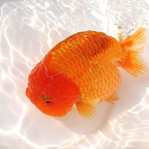 魚(yú)白點(diǎn)病最簡(jiǎn)單治療加鹽