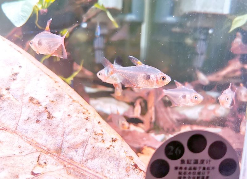 魚(yú)白點(diǎn)病最簡(jiǎn)單治療加鹽