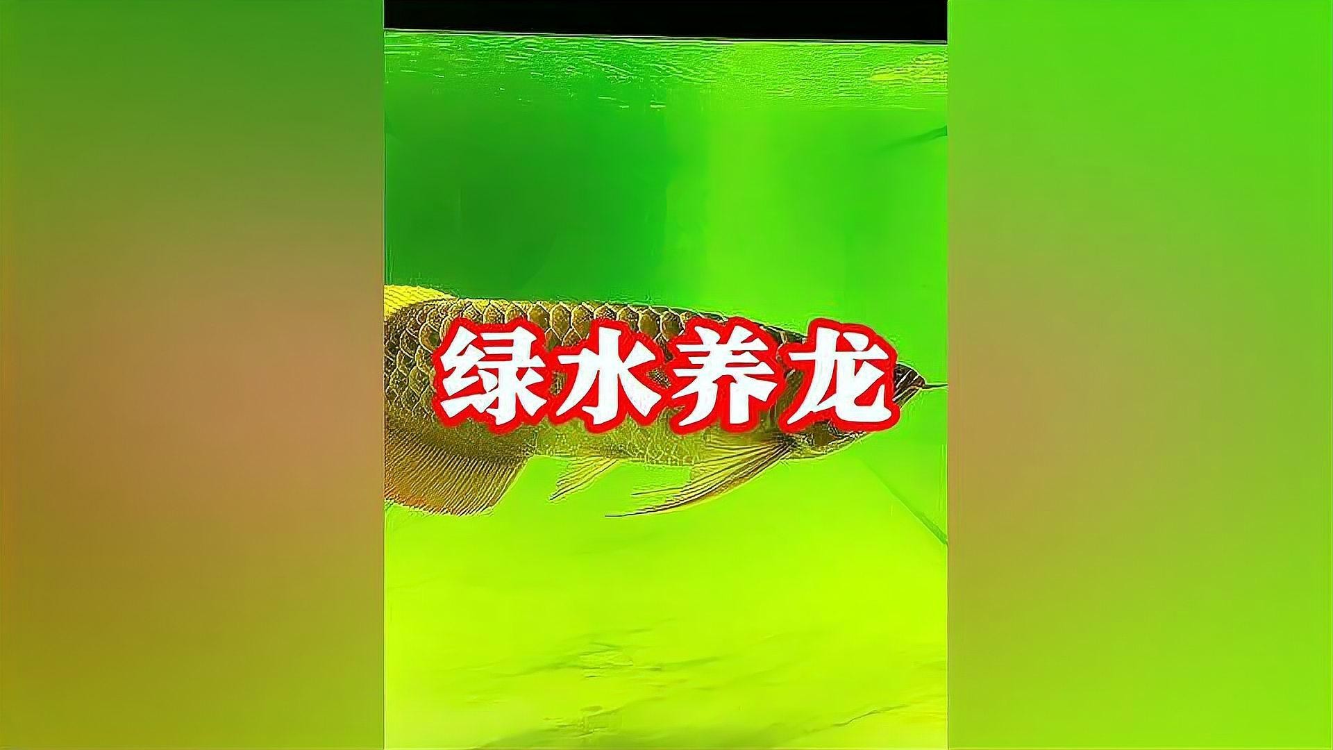 龍魚飼養綠水處理方法