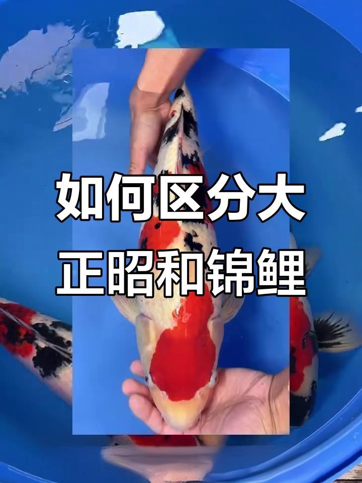 大正與昭和好哪個好看