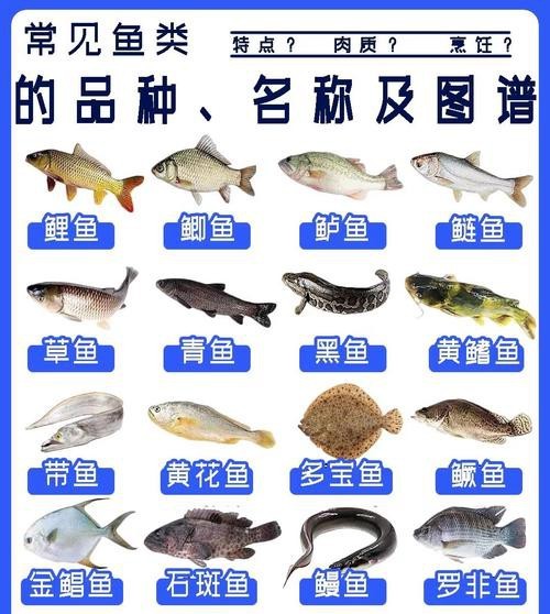 魚的種類圖片和名字