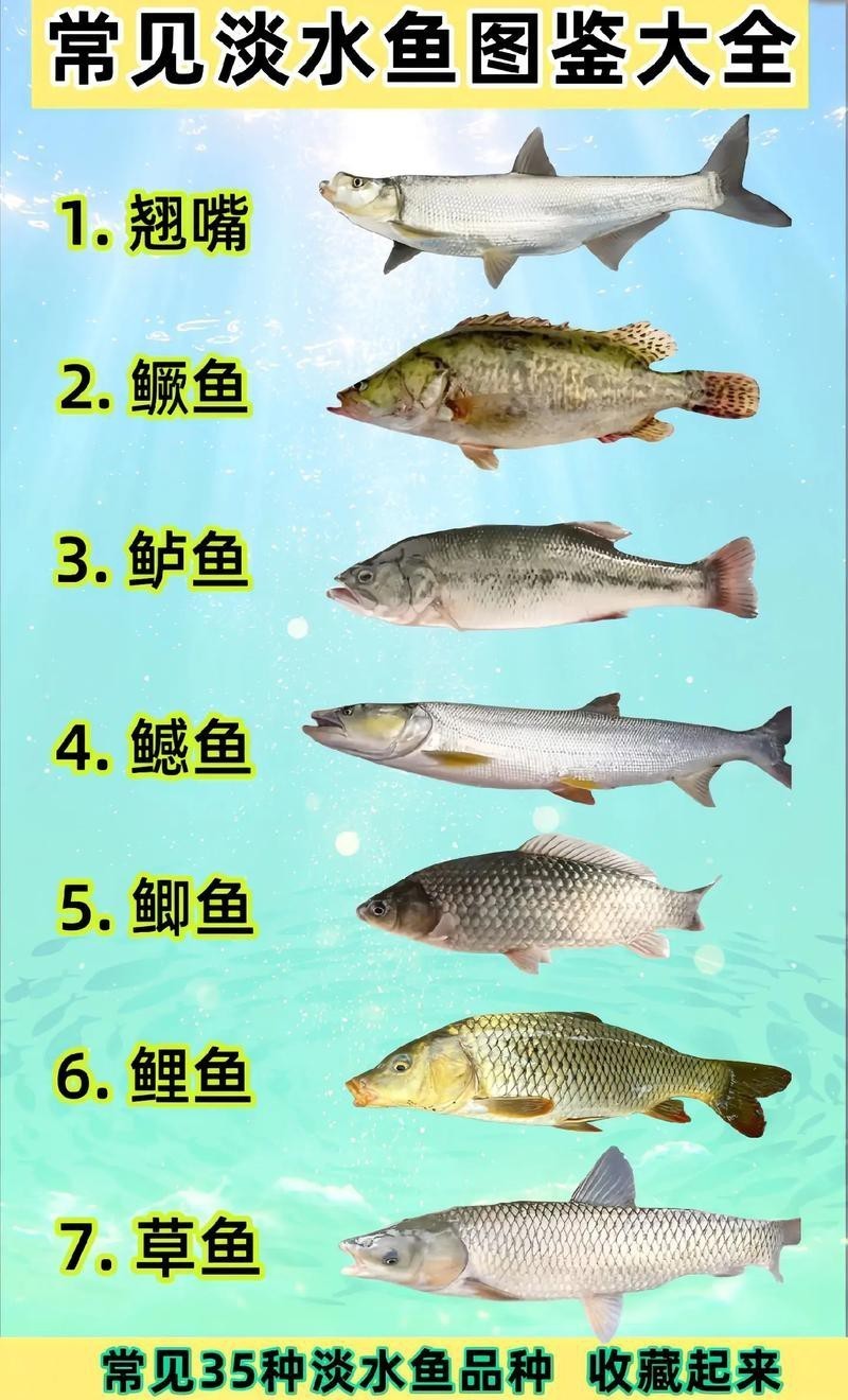 魚的種類圖片和名字