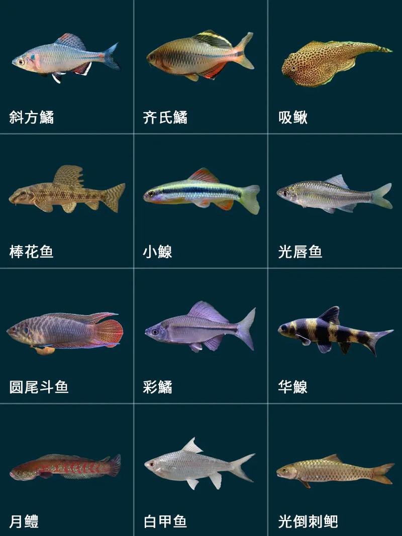 魚的種類圖片和名字
