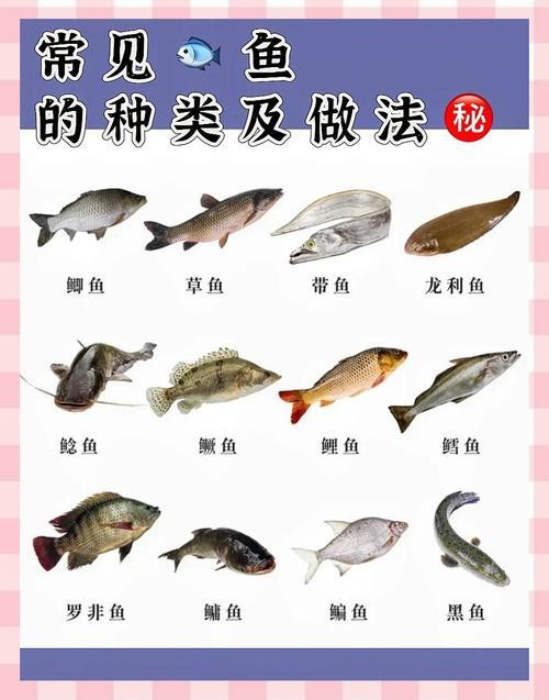 魚的種類圖片和名字