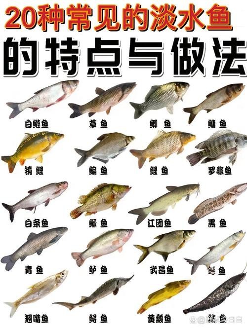 魚的種類圖片和名字