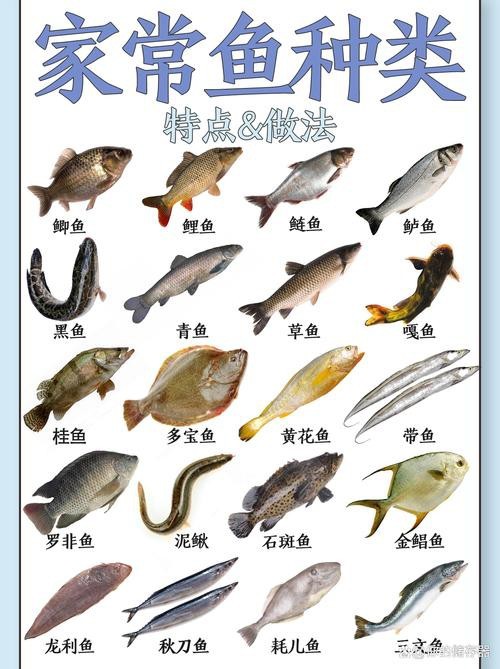 魚的種類圖片和名字