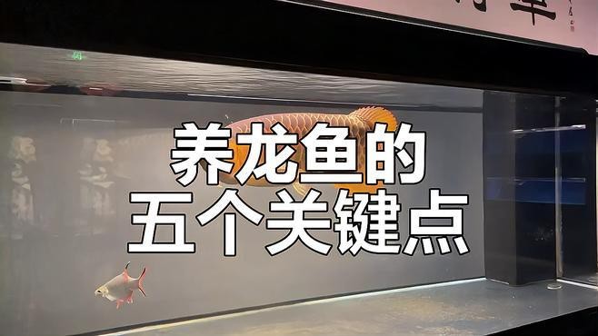 如何保養紅龍魚的眼睛和眼眸？