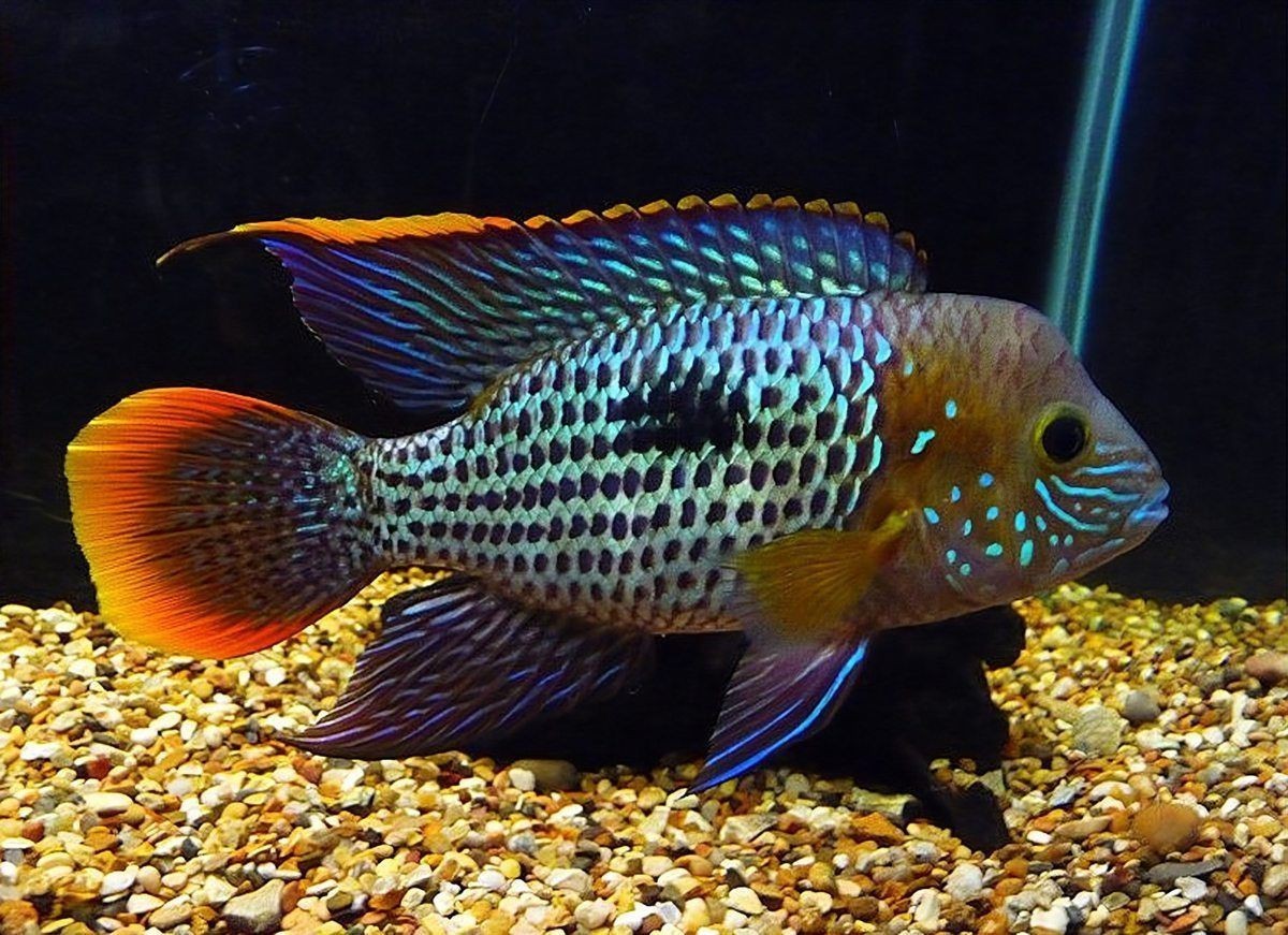 皇冠魚圖片價(jià)格大全
