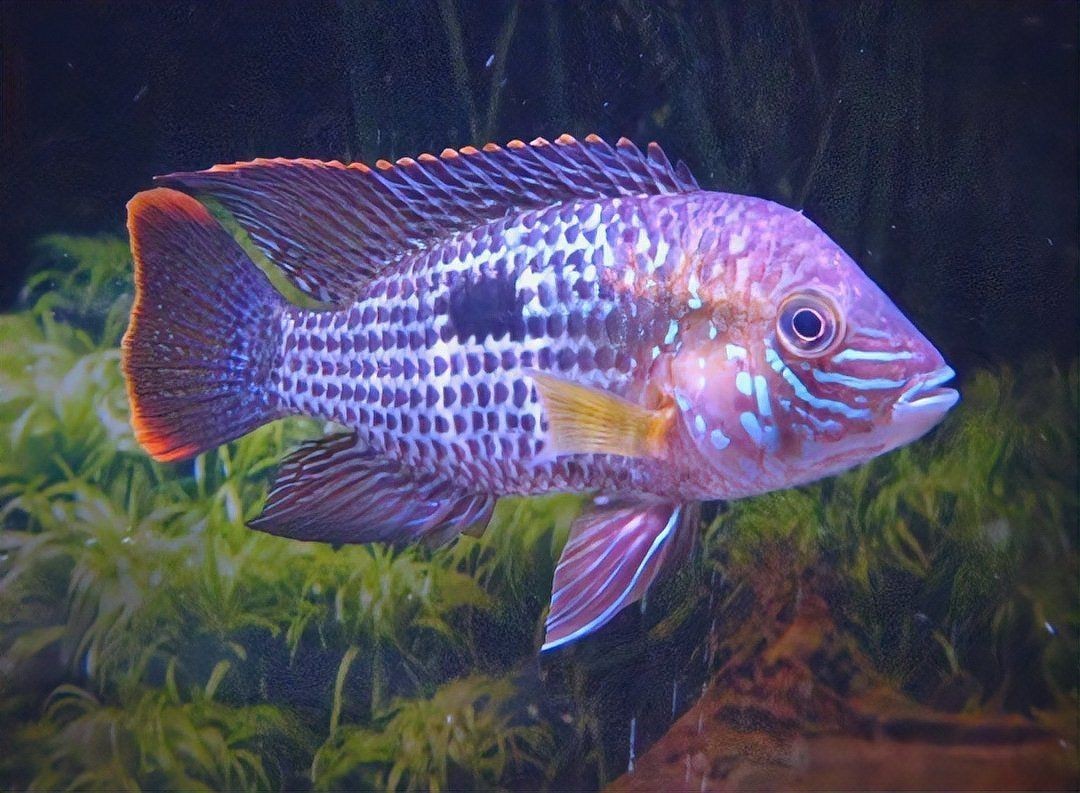 皇冠魚圖片價(jià)格大全