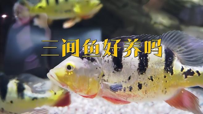 帝王三間魚適合養(yǎng)嗎