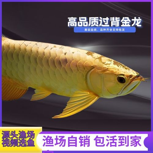給我一張24K金頭金龍魚的照片