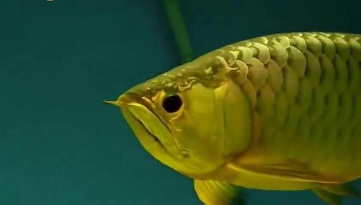 給我一張24K金頭金龍魚的照片
