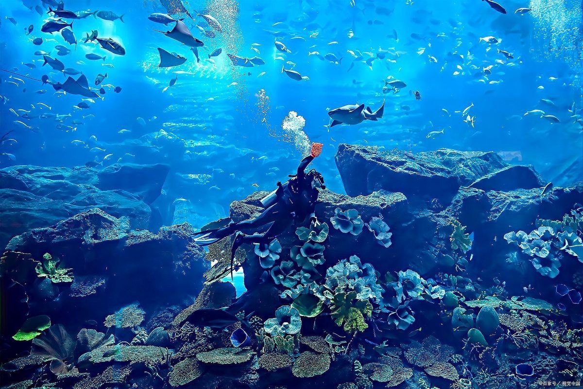 青島哪個海洋館值得去