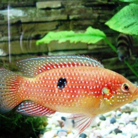 紅寶石魚壽命幾年