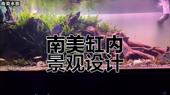 有哪些龍魚缸沉木造景案例