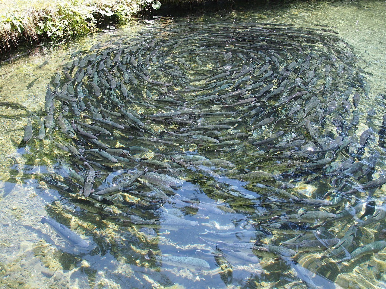 龍魚養殖視頻教程