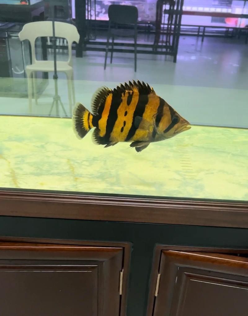 虎魚圖片及價格