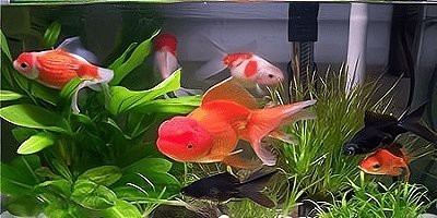 十大養(yǎng)魚(yú)app排行榜