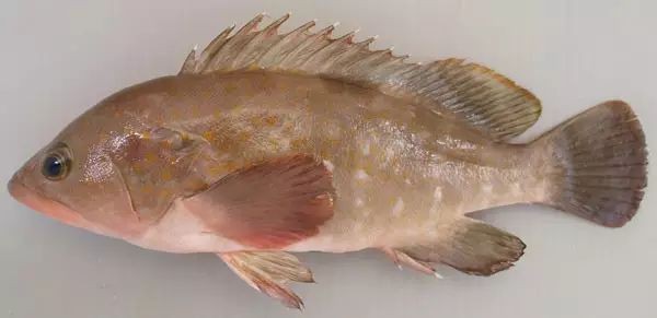 十大刺身魚排名