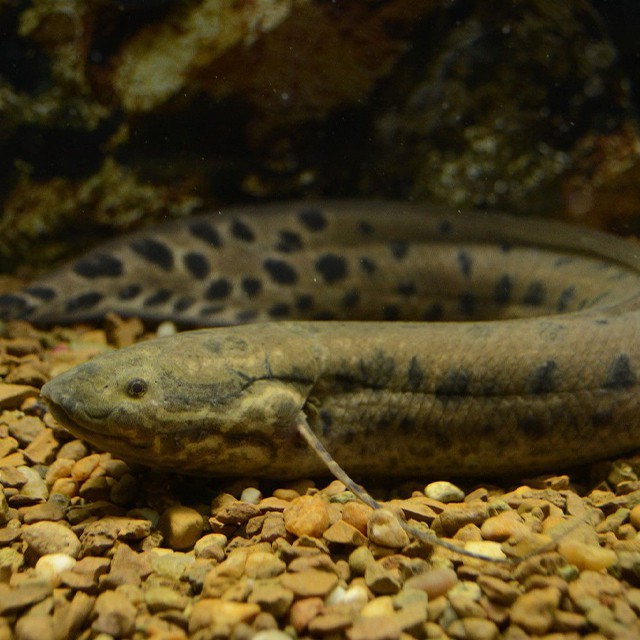 非洲肺魚在中國能養嗎