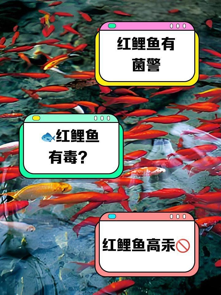 紅魚盡量少吃的原因