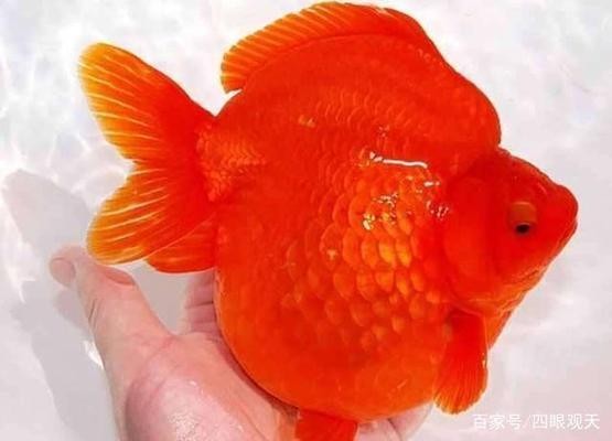銀龍魚老是在缸上游(銀龍魚最近在缸中層游正常嗎)