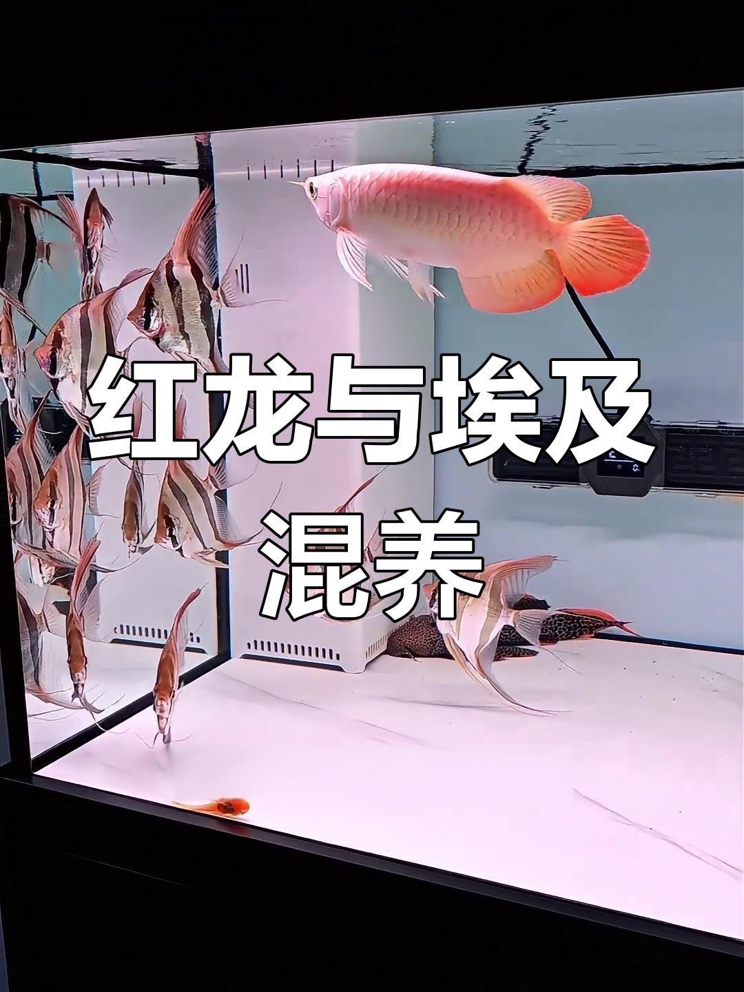 紅龍魚混養推薦哪些魚？