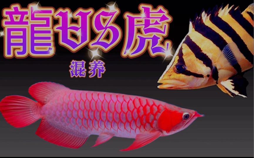 紅龍魚混養推薦哪些魚？