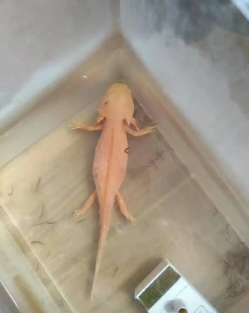 六角恐龍魚身上腐爛