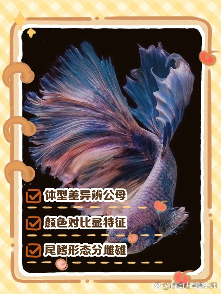 斗魚一公一母對照表