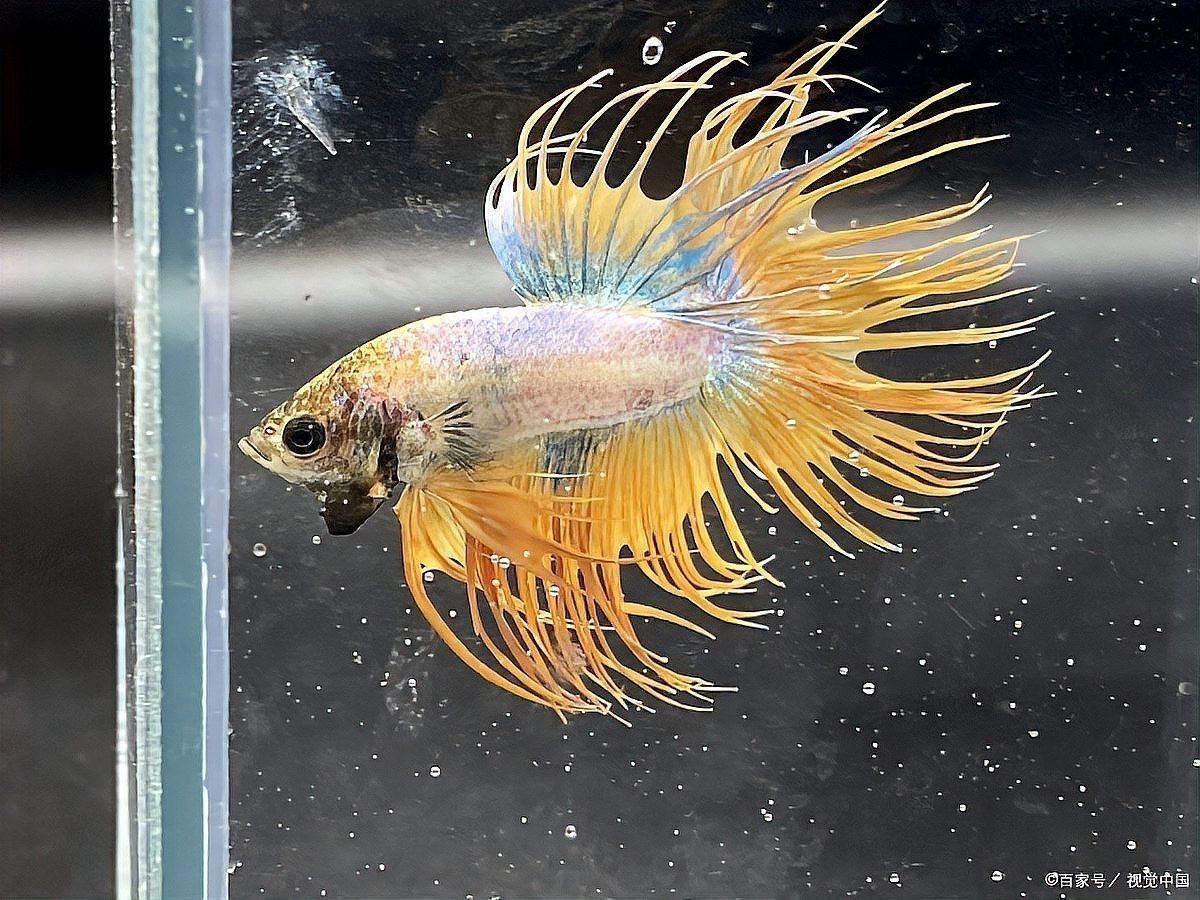 斗魚一公一母對照表
