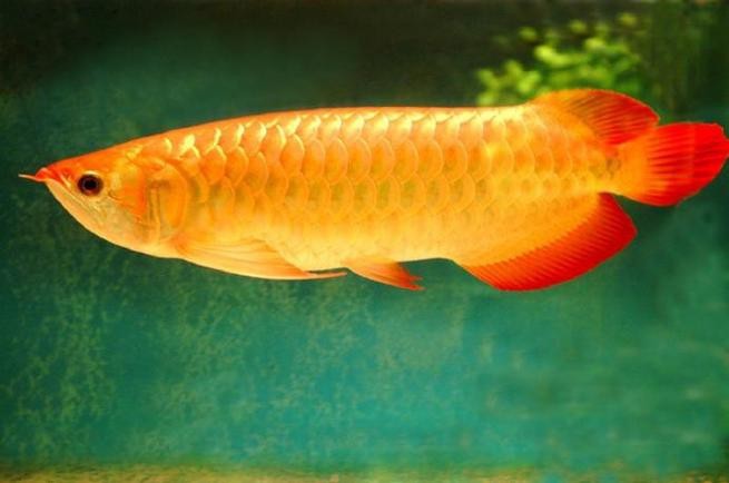 風水魚龍魚圖片