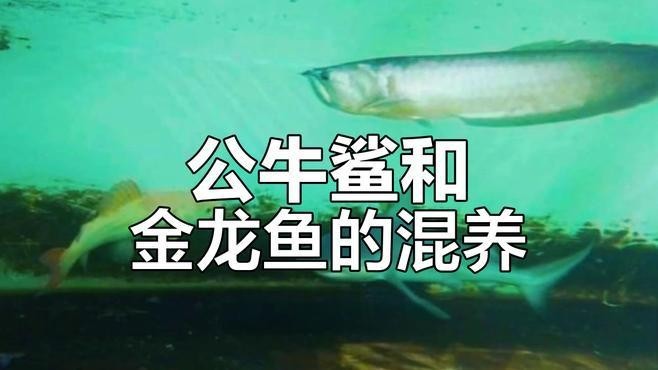 鯊魚能不能和金龍魚混養一起釣