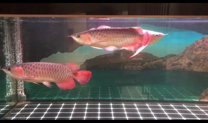 辣椒紅龍魚視頻在線觀看