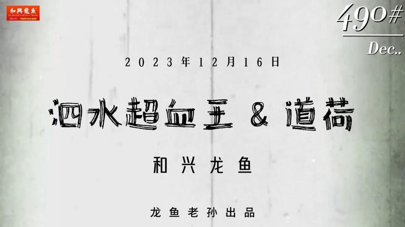 泗水紅龍魚在哪可以買
