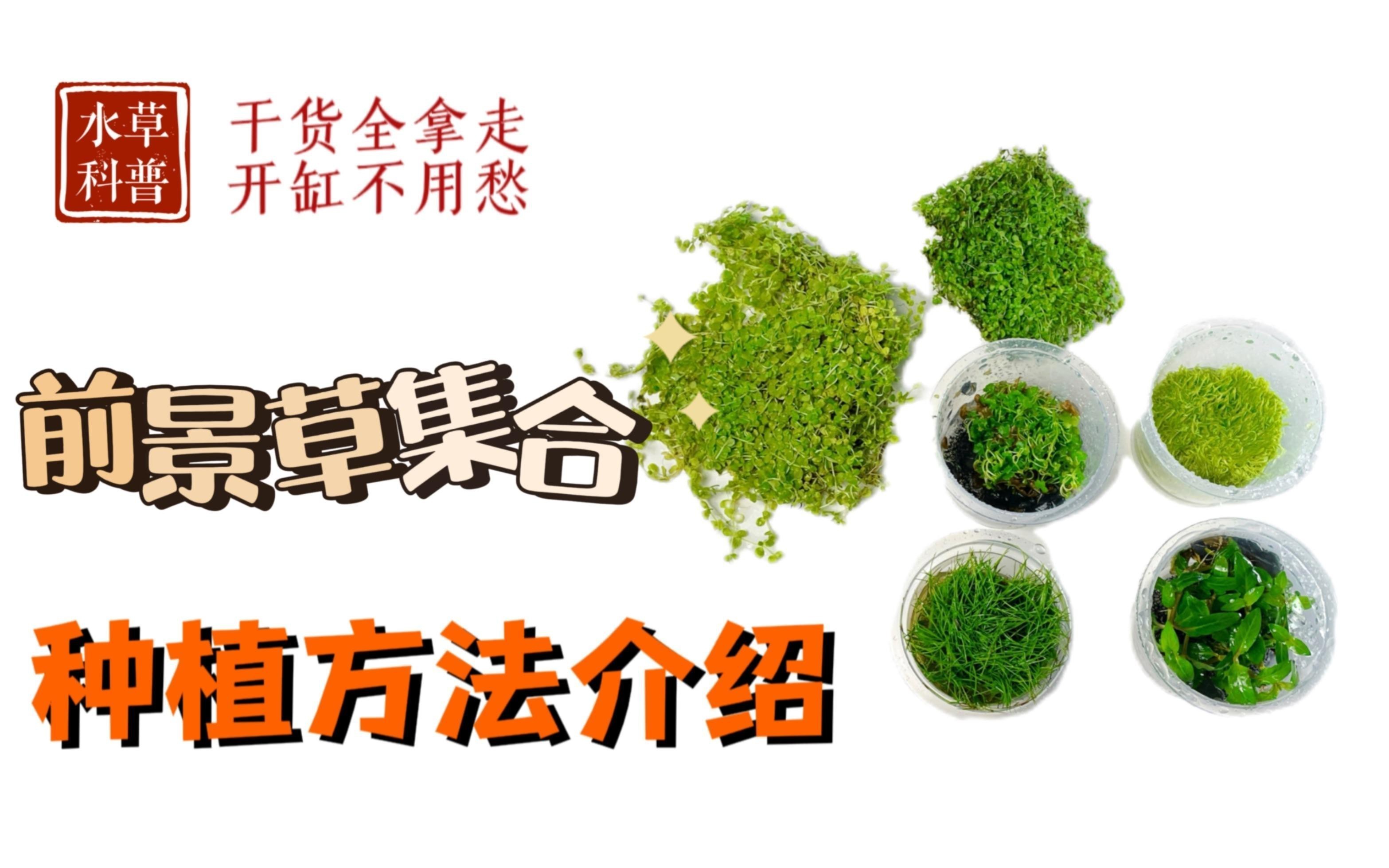 龍魚缸水草種植步驟詳解