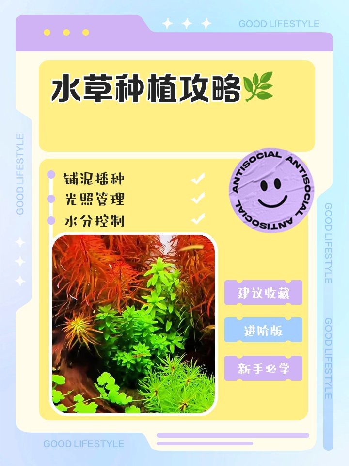 龍魚缸水草種植步驟詳解
