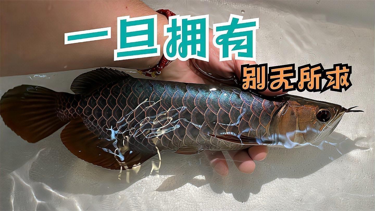 如何鑒別藍(lán)底過背金龍魚的品質(zhì)？