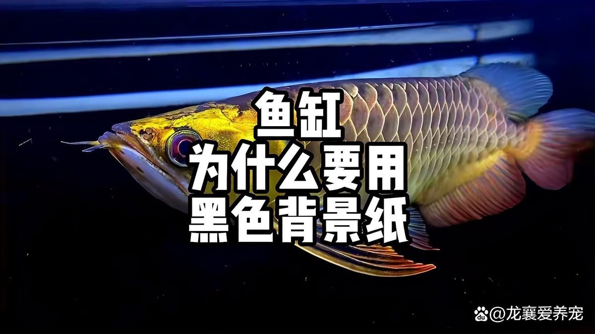 黑底透光需要多大的魚缸